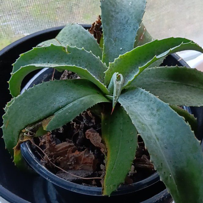 Photo of the plant species Falling Waters by @JustPlainDee named Mangave on Greg, the plant care app