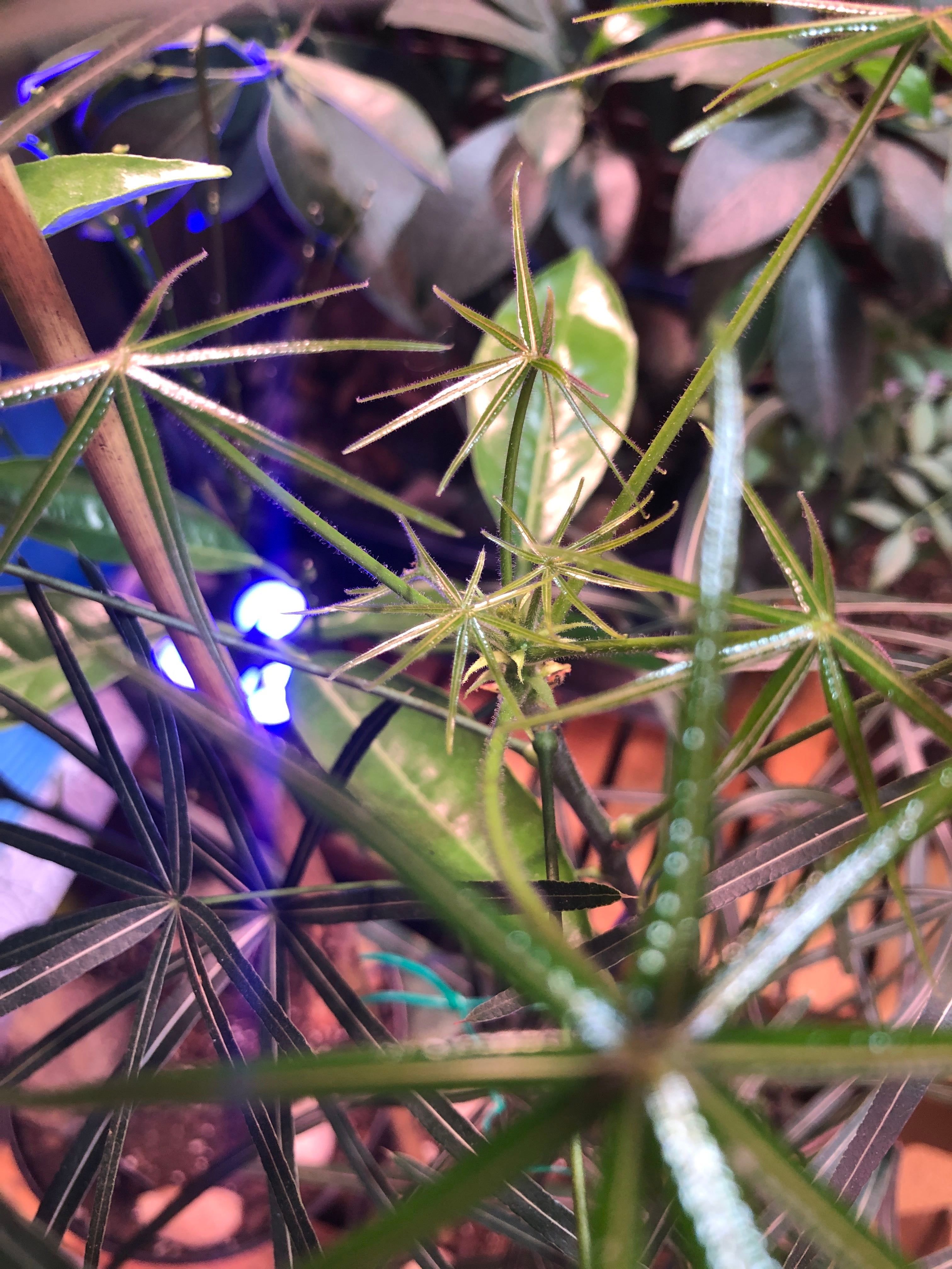 Everything You Need to Know to Grow Australian Bottle Tree 🍶