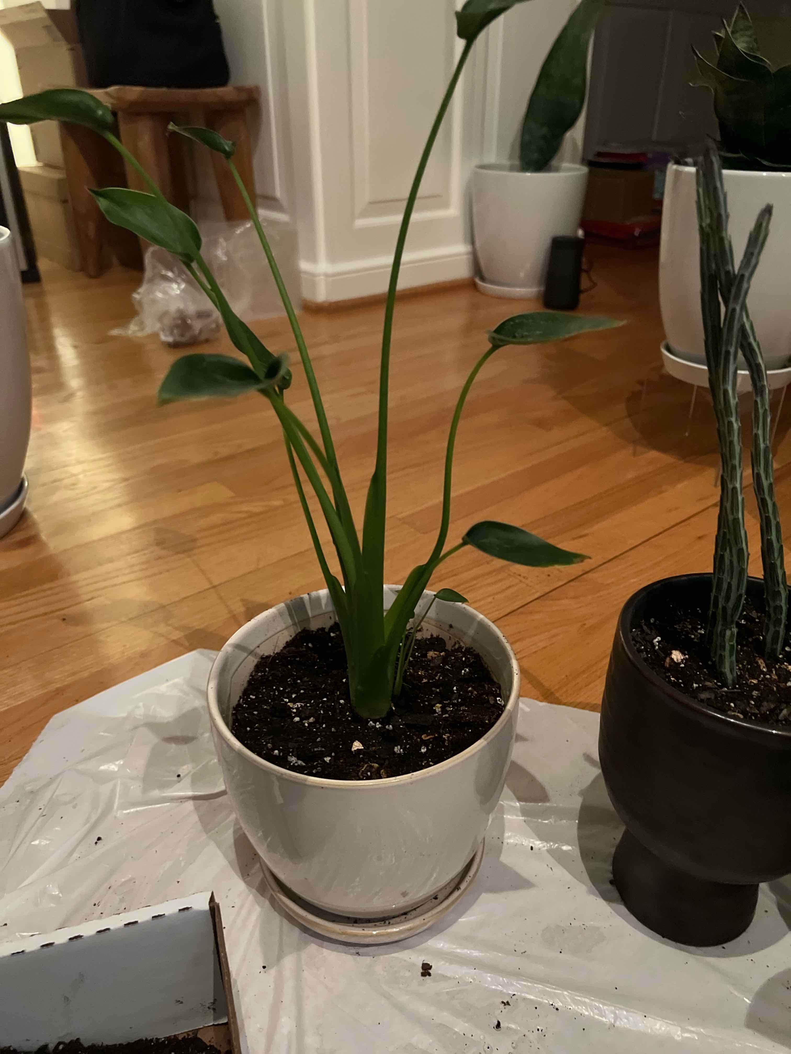 Potted Tiny Dancer plant with green leaves, soil visible, well-framed and in focus.