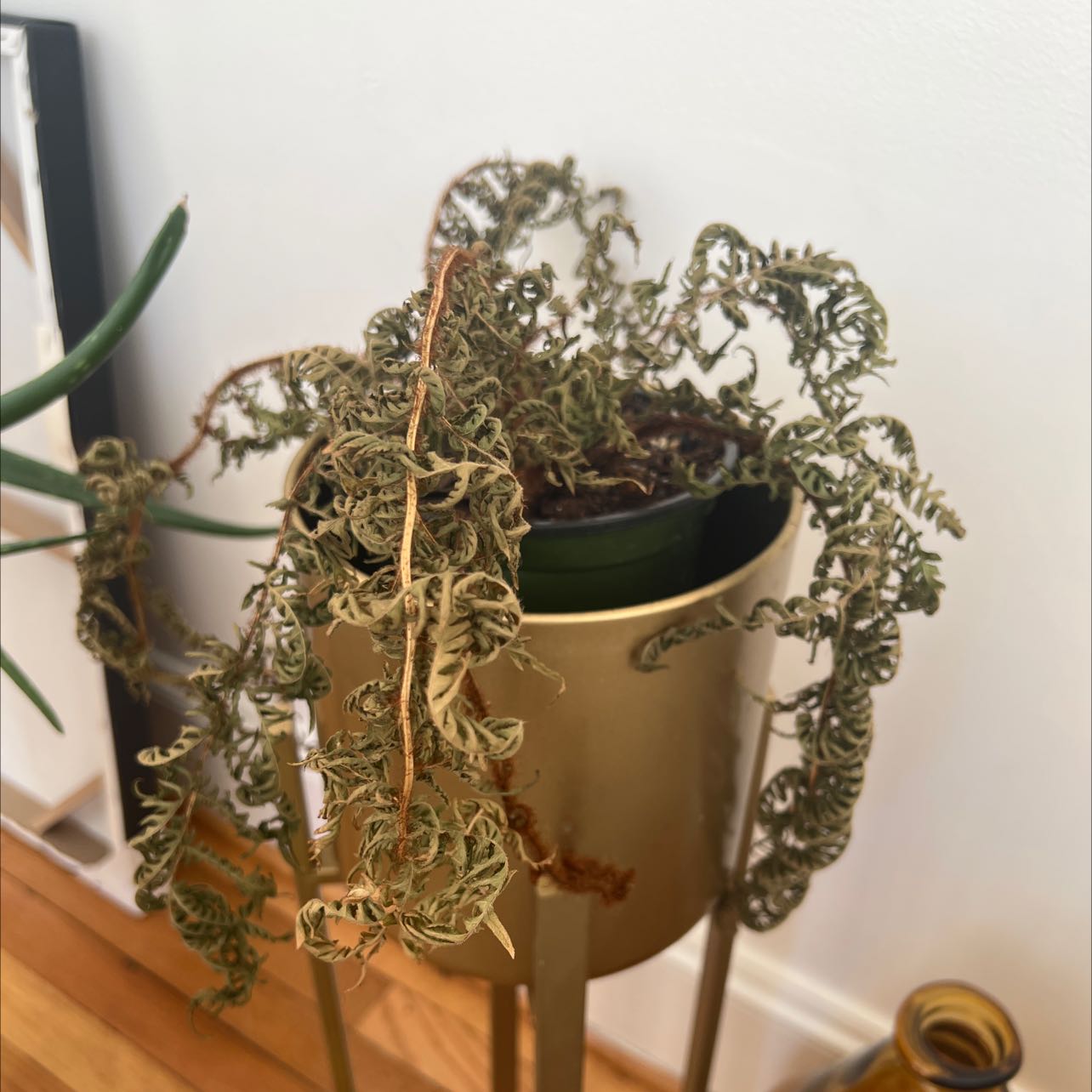 Plant care for Alsophila cuspidata on Greg, the plant care app