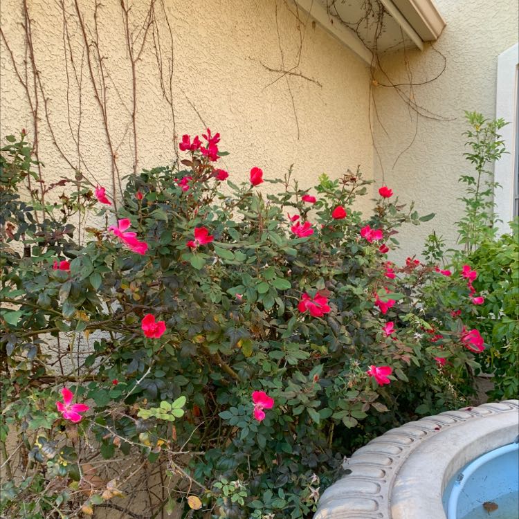Beach Rose plant with vibrant pink flowers growing against a wall.