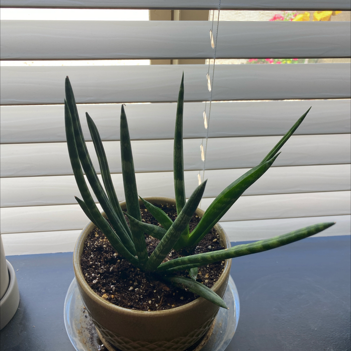 Cylindrical Snake Plant plant photo by @leiahbeiah named Stofee on Greg, the plant care app.