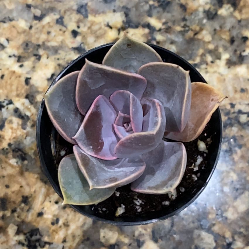 Echeveria 'Perle von Nurnberg' succulent in a small pot on a granite surface.