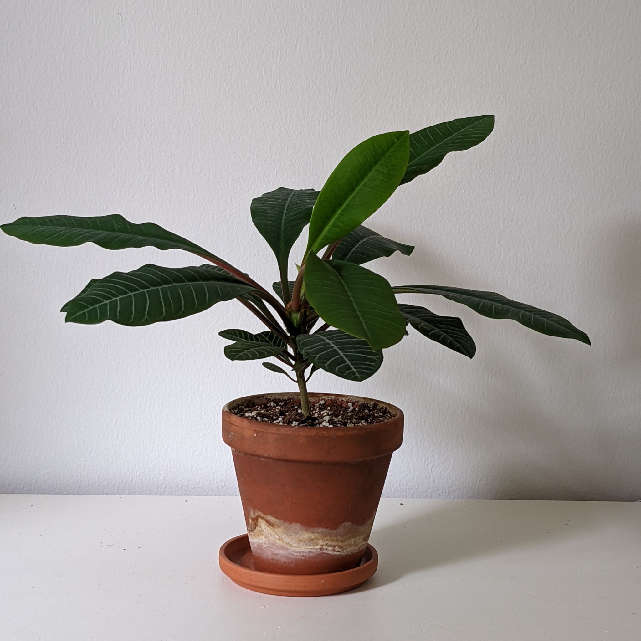 Madagascar Jewel plant in a terracotta pot, healthy with visible soil.