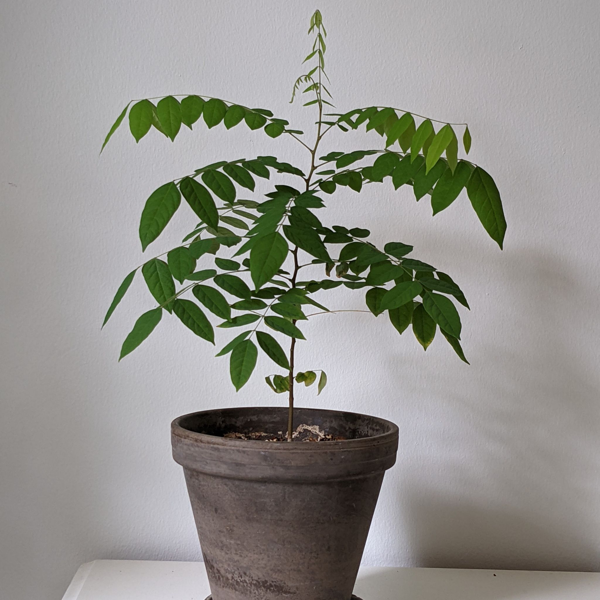 Karambola harmaa savi