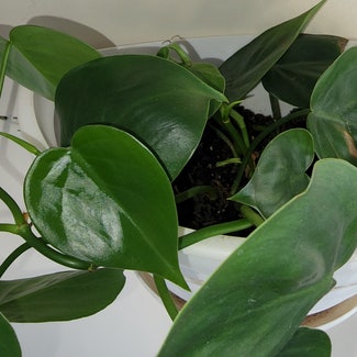 Heartleaf Philodendron plant in Northampton, Massachusetts