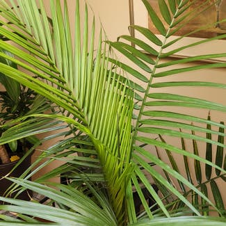 Majesty Palm plant in Northampton, Massachusetts