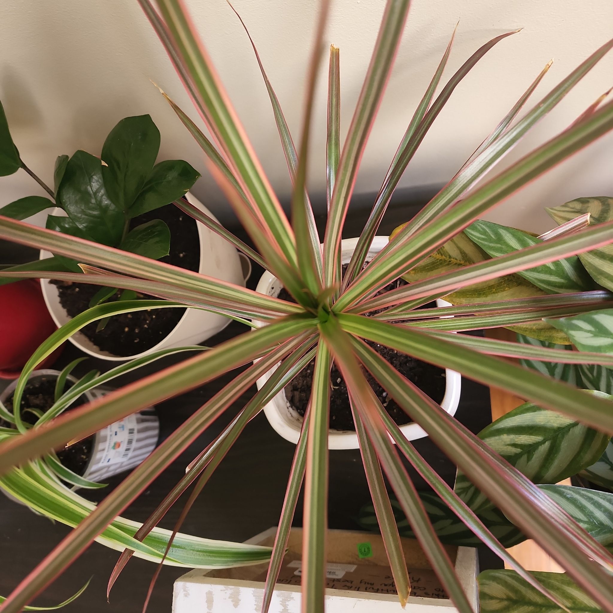 Magenta Dragon Tree with long, narrow leaves in a pot, surrounded by other plants.