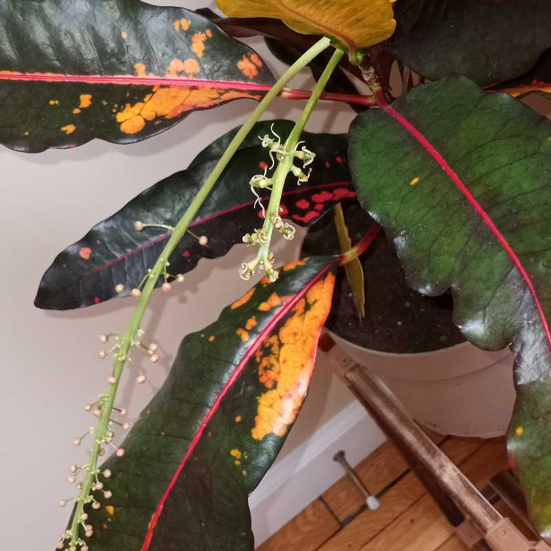 Croton Mammy How Much Water & Light Does it Need to Thrive?