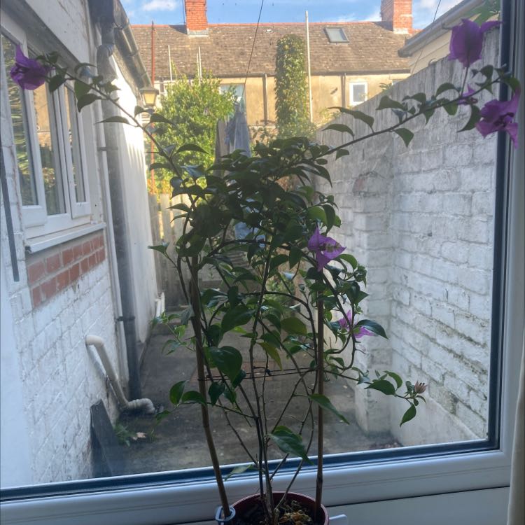 Lesser Bougainvillea plant indoors near a window with purple flowers and green leaves.