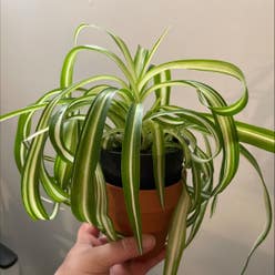 Curly Spider Plant plant