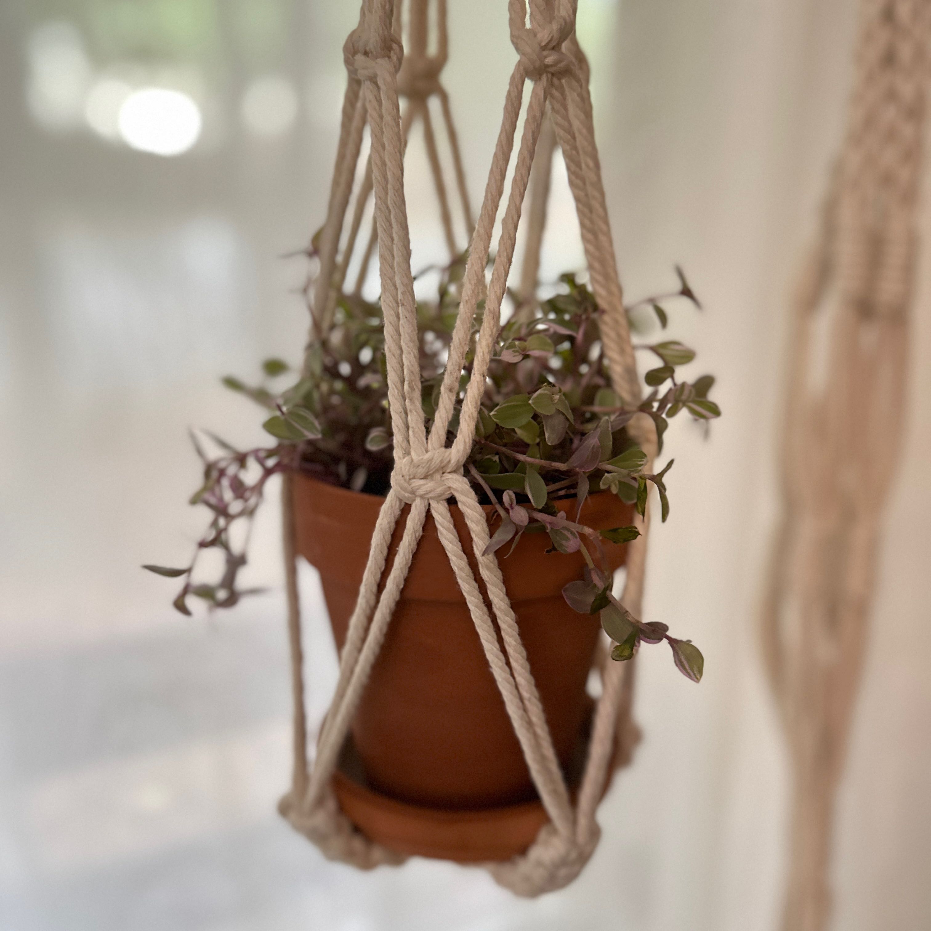 Potted Tradescantia 'Pink Panther' plant in a macrame hanger with variegated leaves.