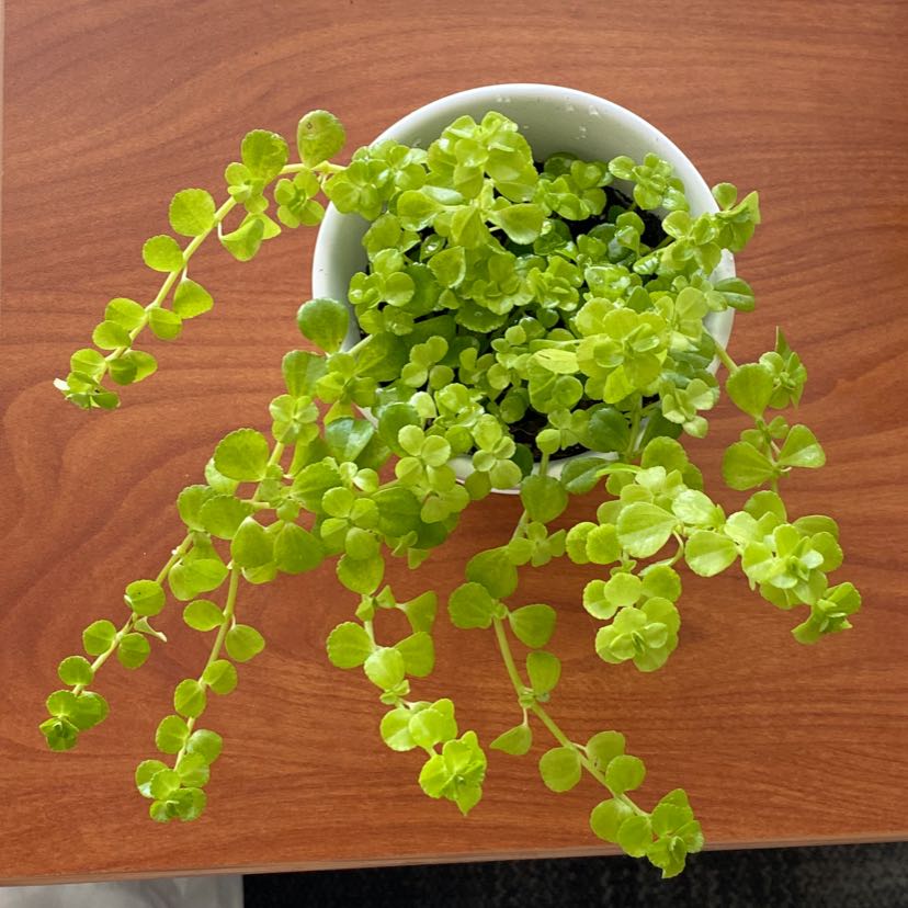 Photo of the plant species Creeping Jenny by @carolinemonroe named Winston on Greg, the plant care app