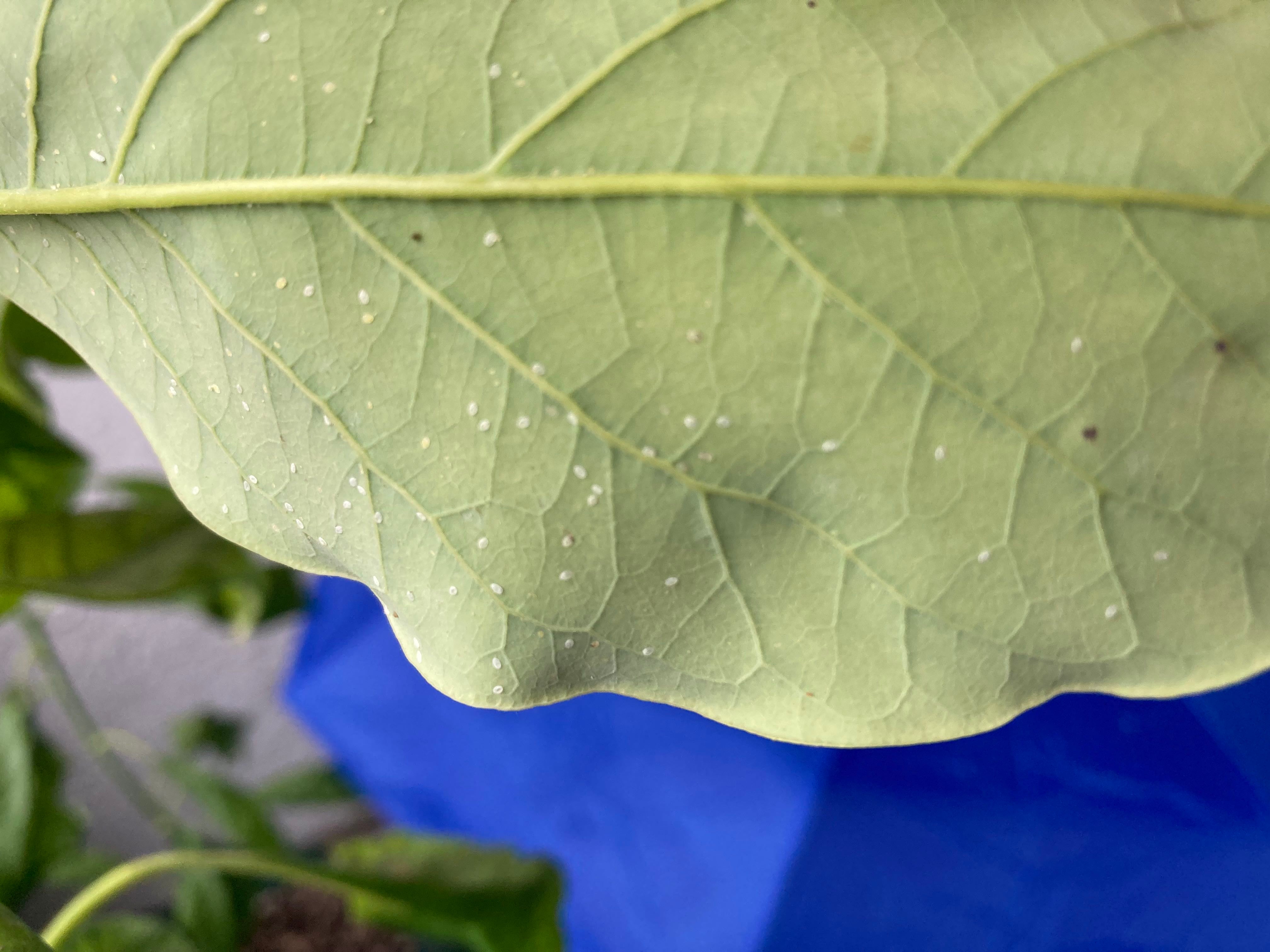 🥑 Why Are My Avocado Leaves Curling?