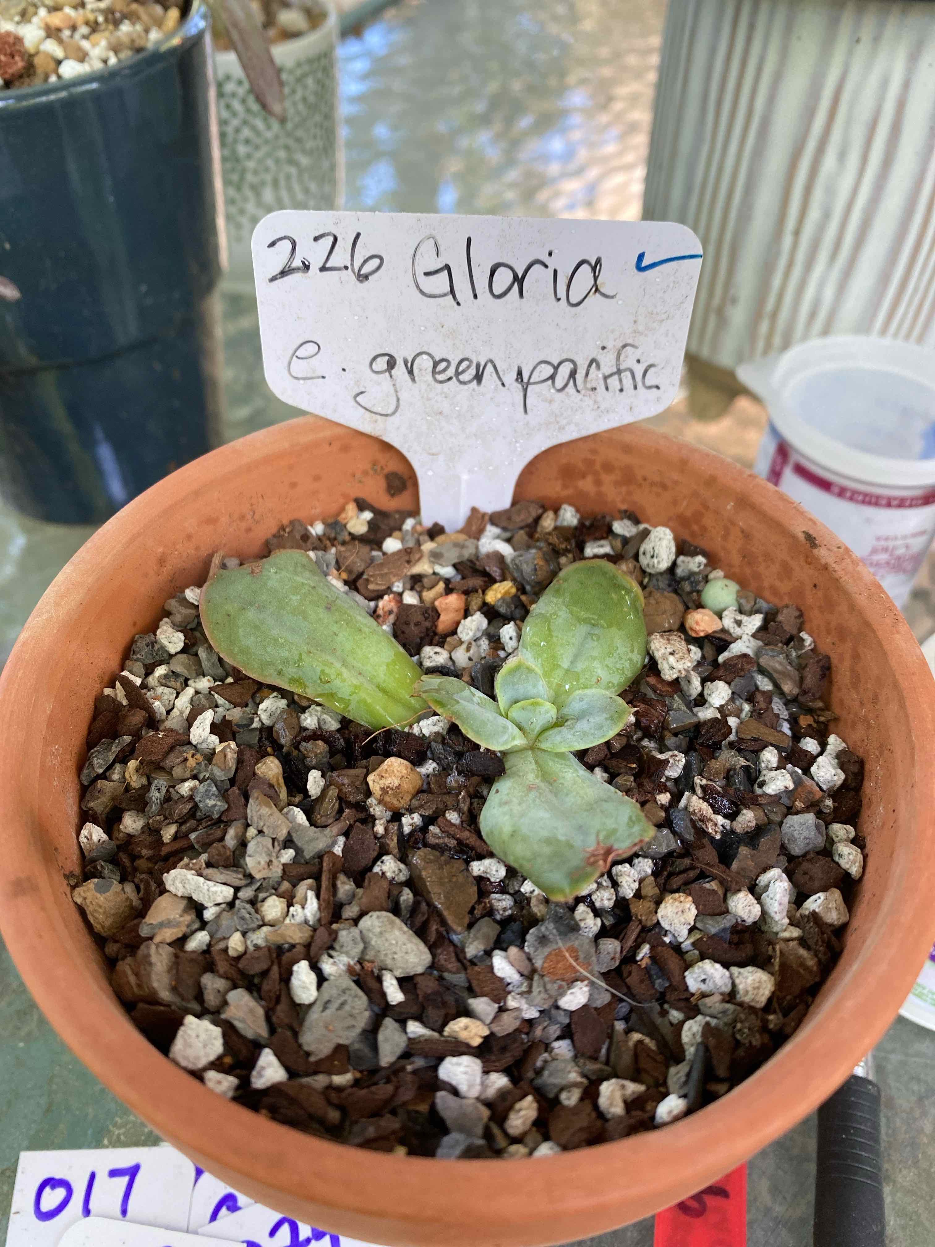 Photo of the plant species Green Pacific Echeveria by @Yeeha234 named 226 Gloria on Greg, the plant care app