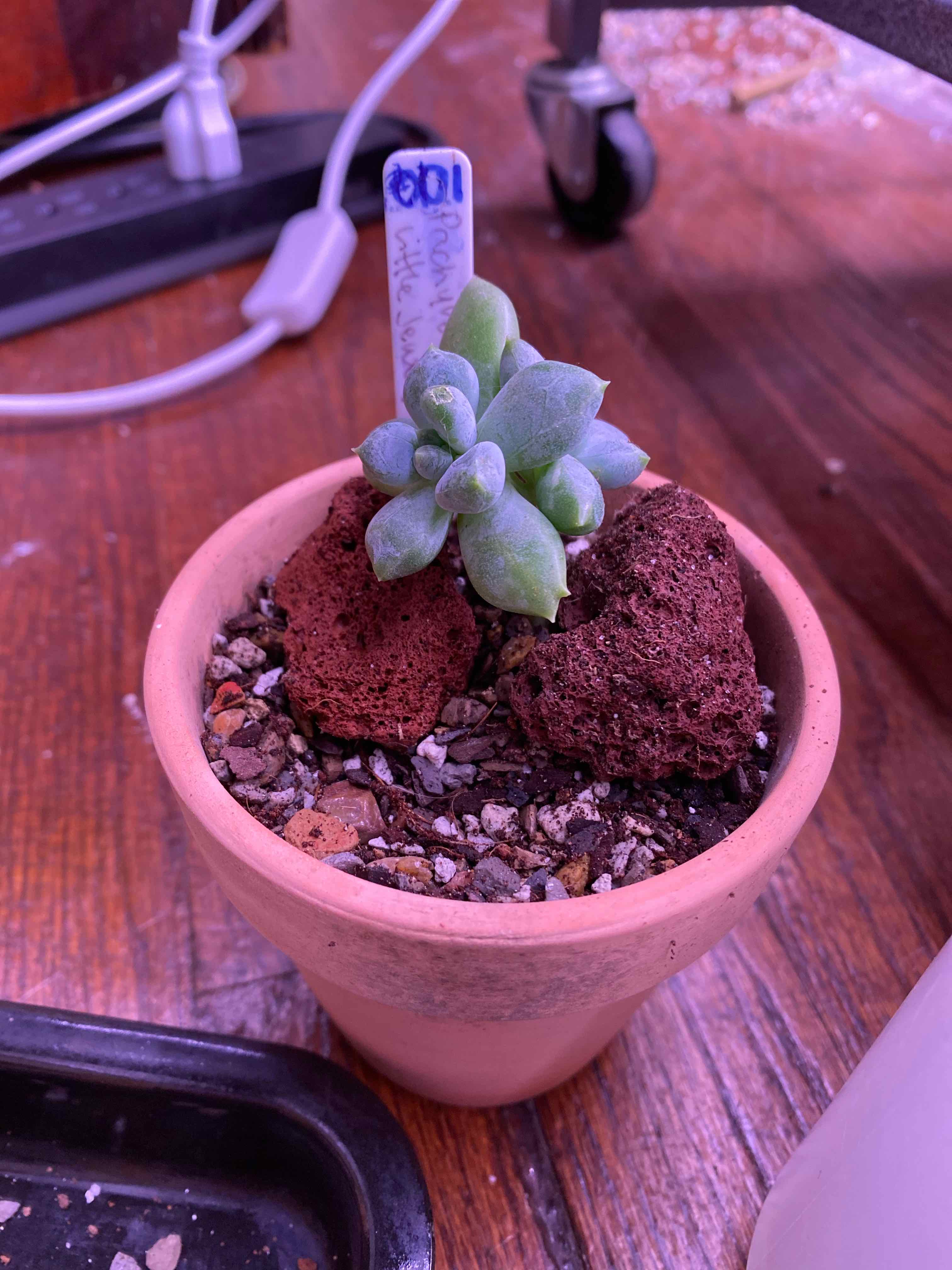 Pachyveria Little Jewel succulent in a terracotta pot with visible soil and no signs of distress.