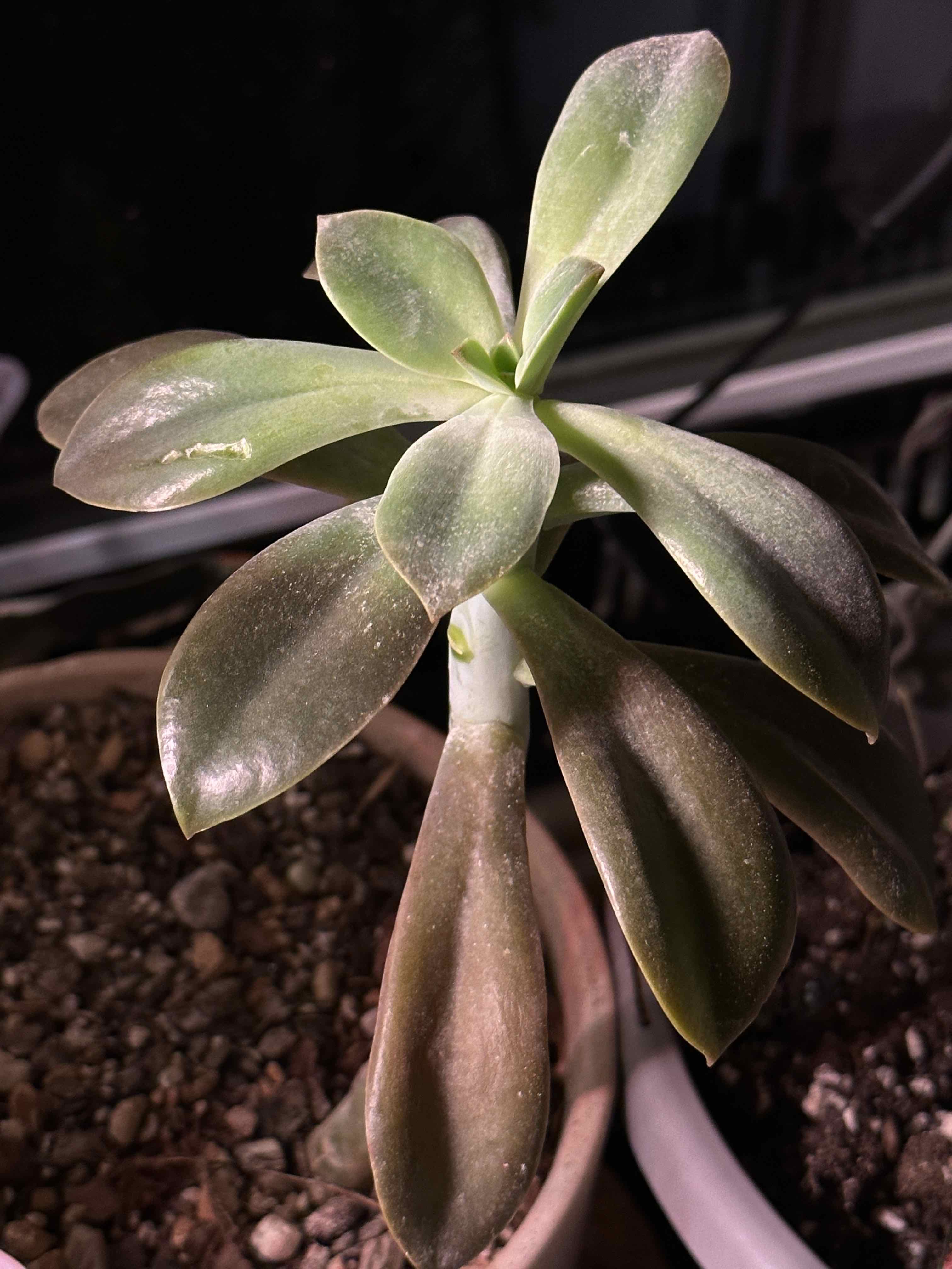 Graptoveria 'Fred Ives' succulent plant with some browning leaves in a pot with visible soil.
