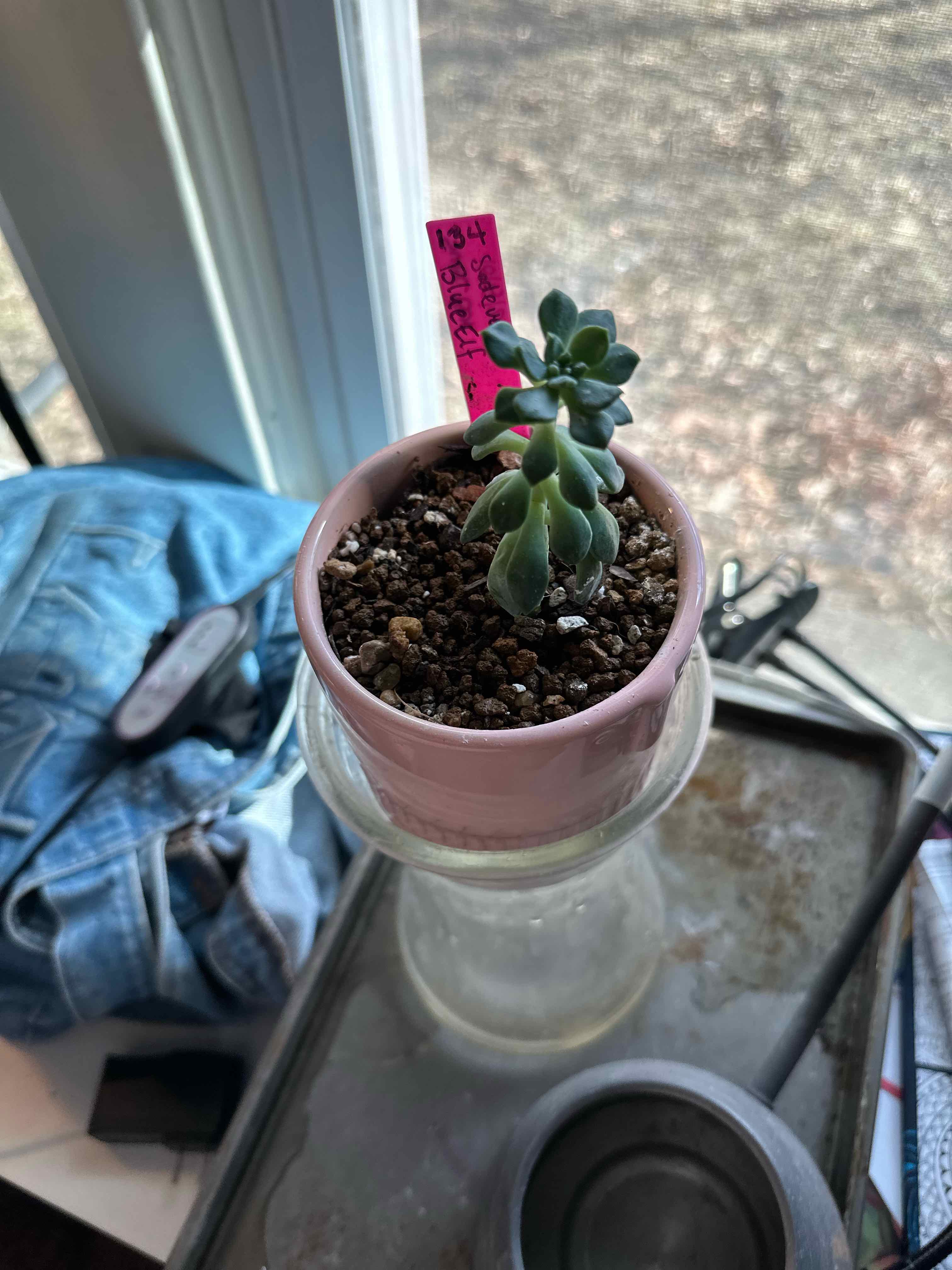 Sedeveria 'Blue Elf' succulent in a small pot with visible soil, appears healthy.