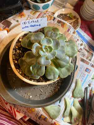 Echeveria 'Pollux' plant photo by @Yeeha234 named 181 Ethel e. Pollux on Greg, the plant care app.