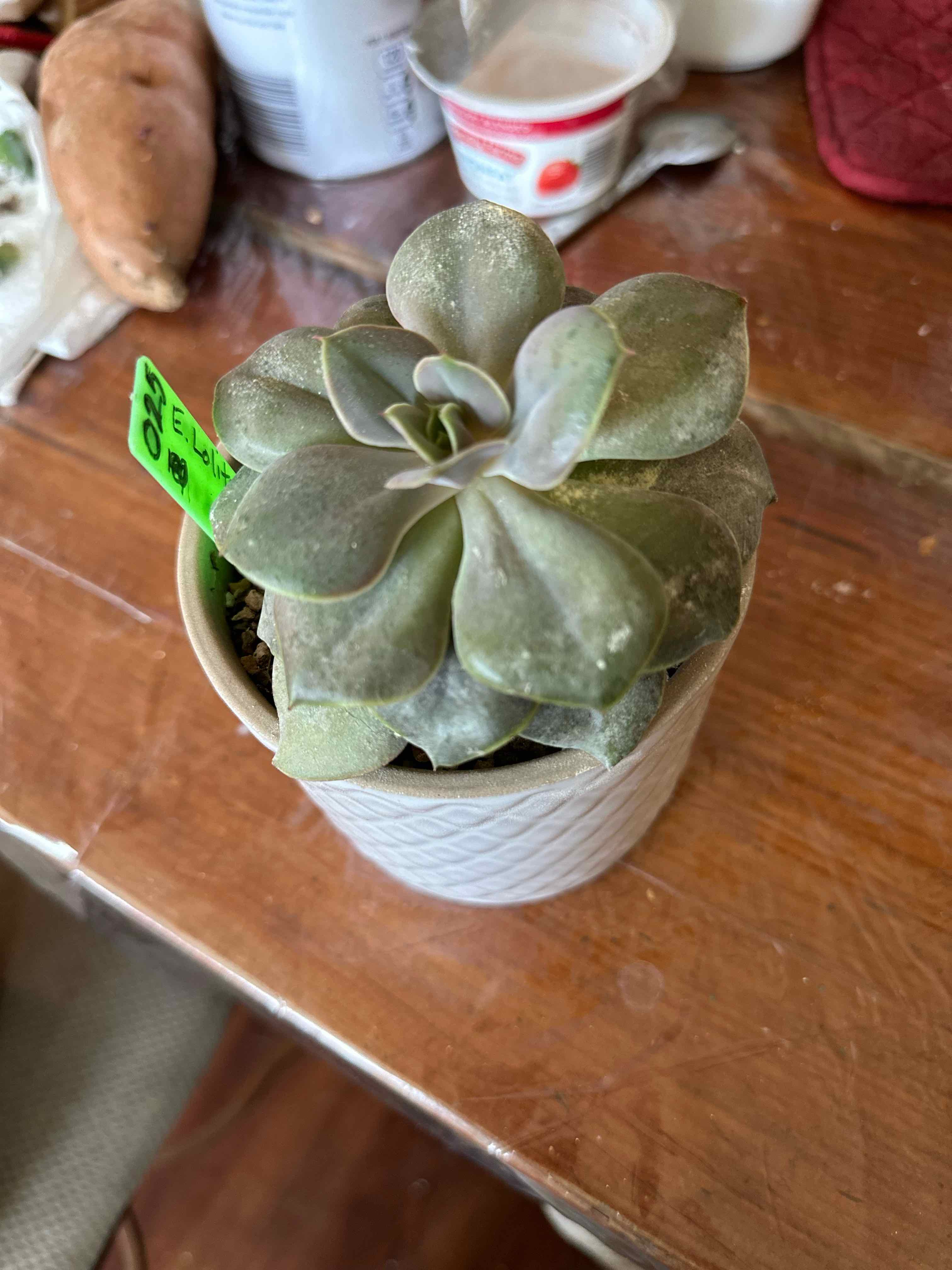 Photo of the plant species Echeveria Lolita by @Yeeha234 named 025 Vera on Greg, the plant care app