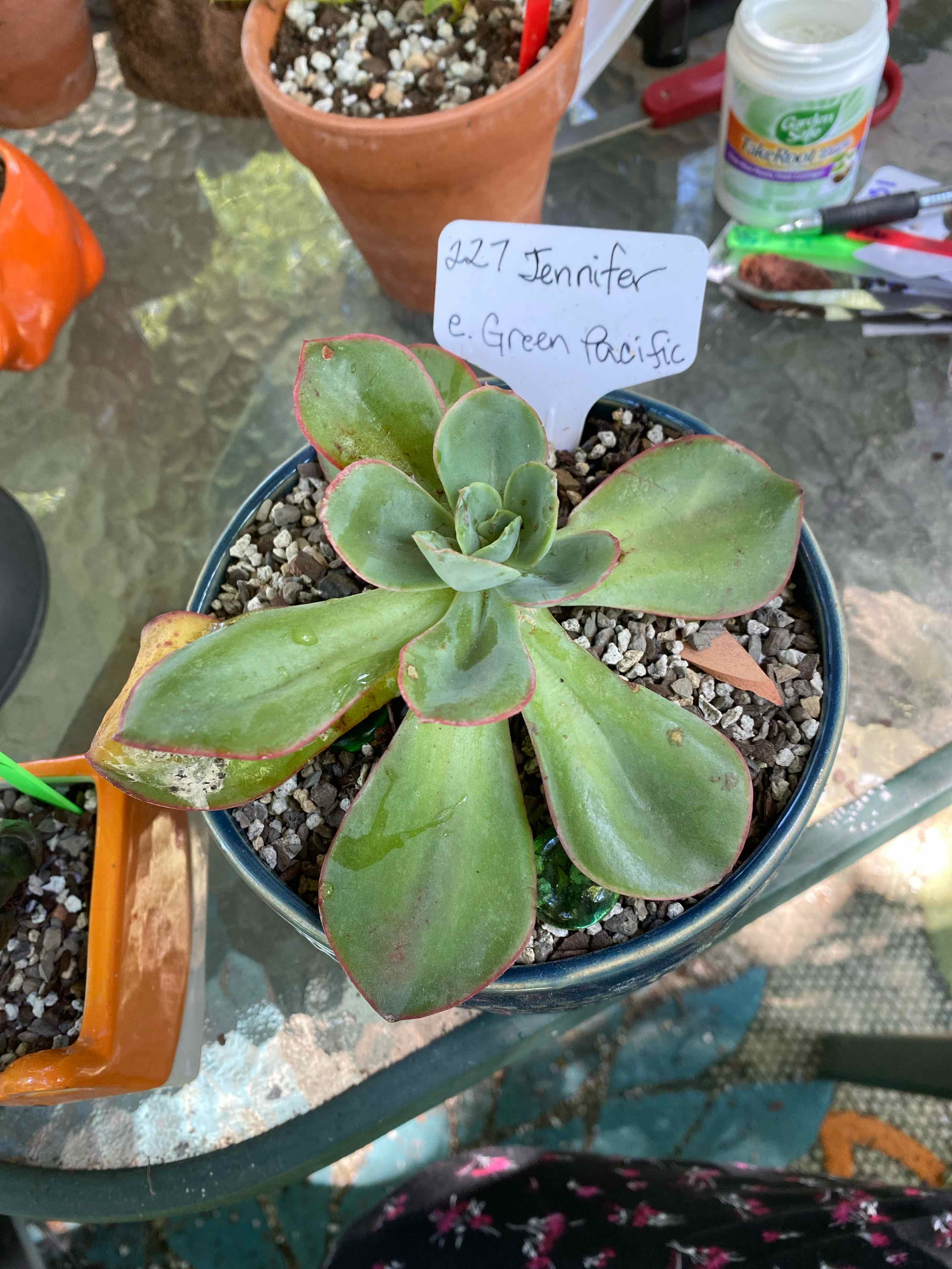 Photo of the plant species Green Pacific Echeveria by @Yeeha234 named 227 Jennifer on Greg, the plant care app