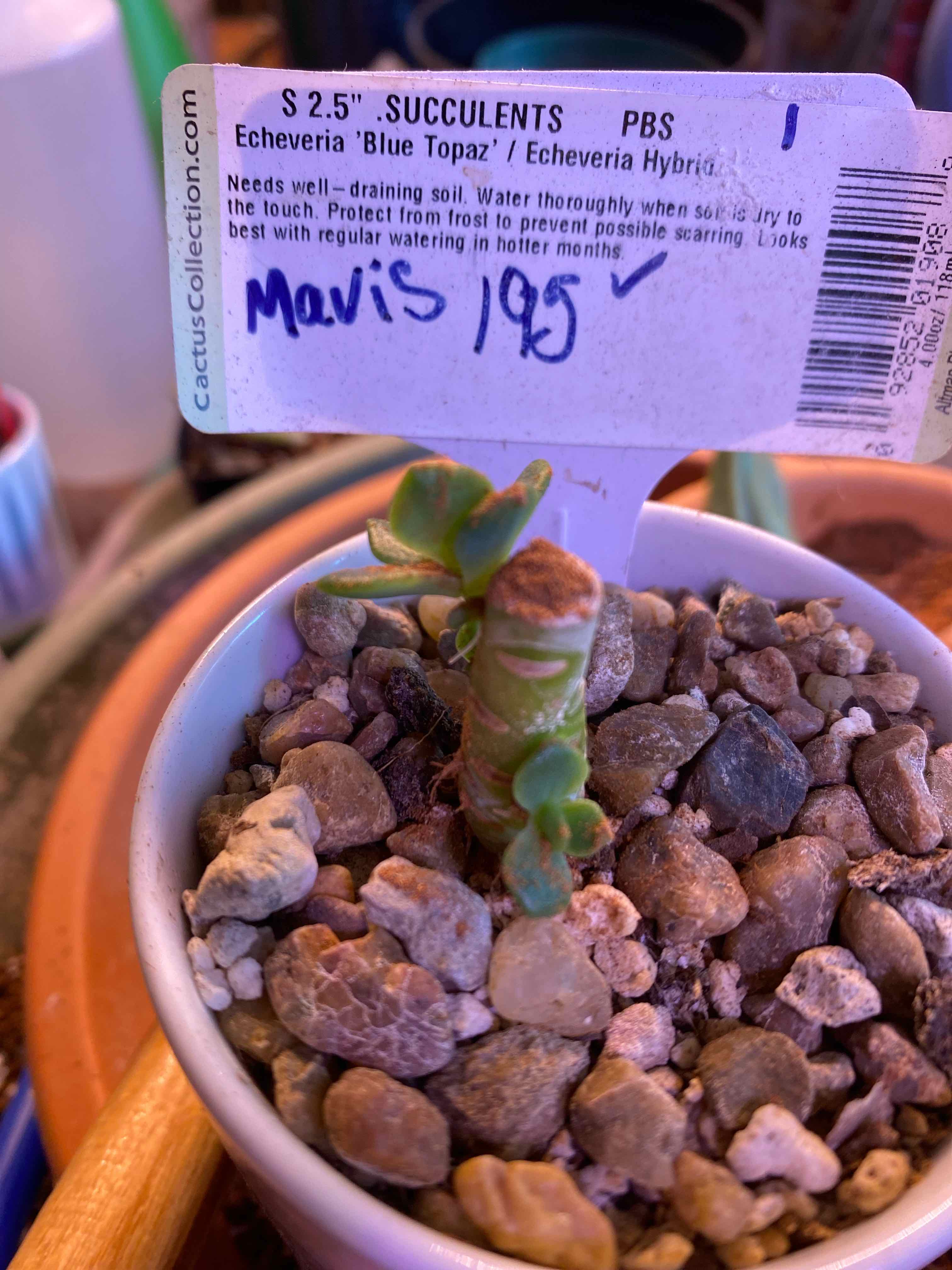 Photo of the plant species Echeveria 'Blue Topaz' by @Yeeha234 named 195 Mavis on Greg, the plant care app