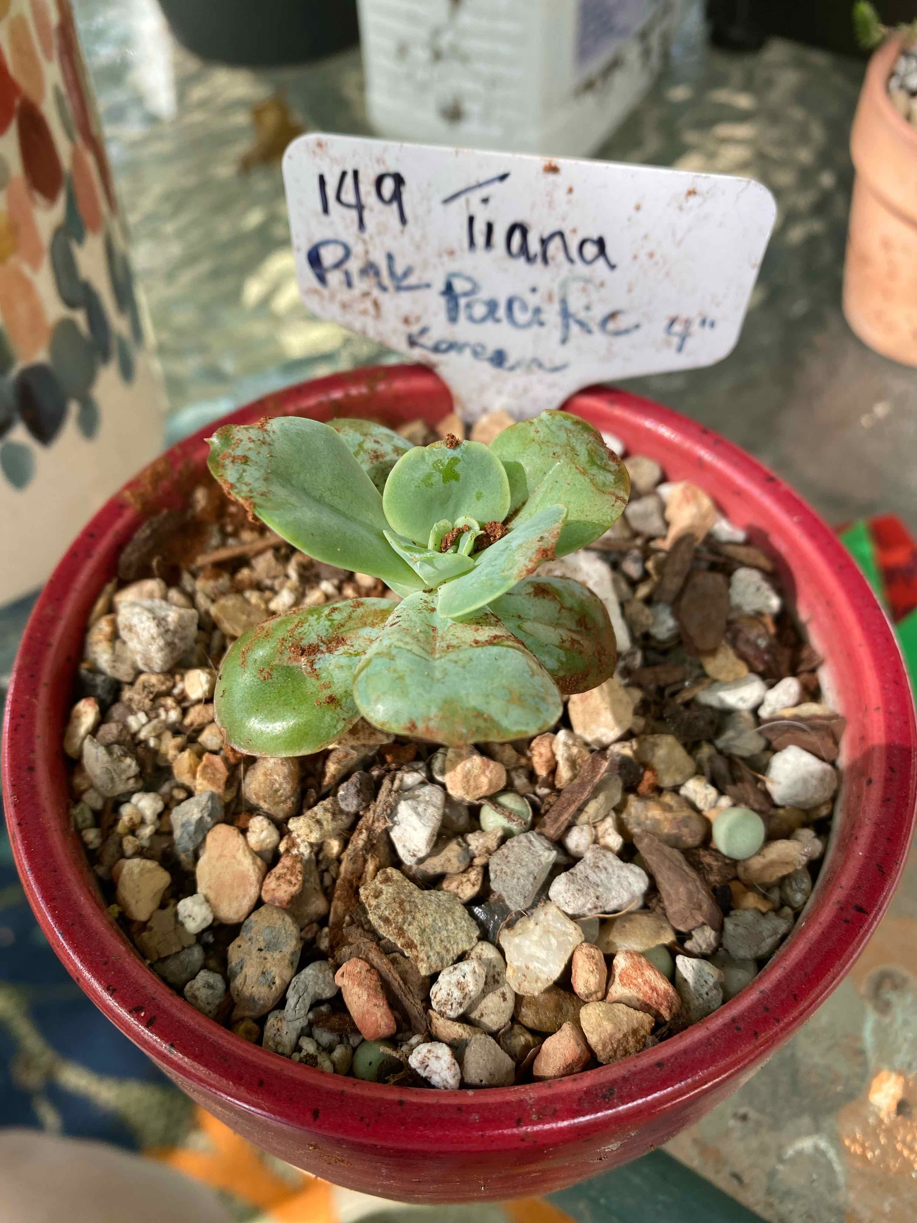 Photo of the plant species Pink Pacific Echeveria by @Yeeha234 named 149 Tiana on Greg, the plant care app