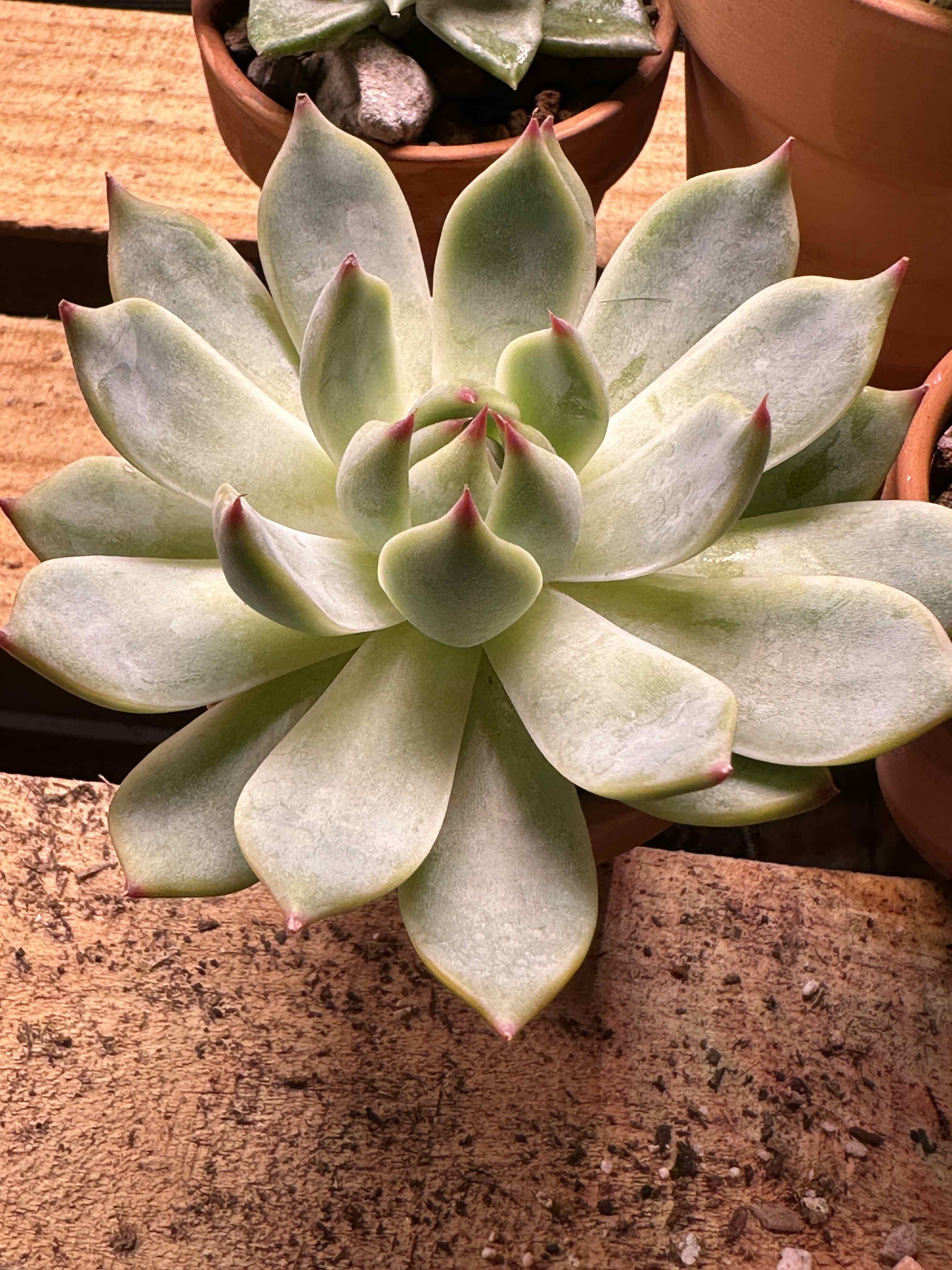 Echeveria chihuahuaensis succulent with light green leaves and pinkish tips in a rosette pattern.