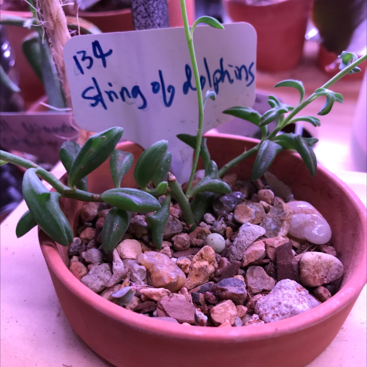 Potted String of Dolphins plant with visible rocky soil and a label.