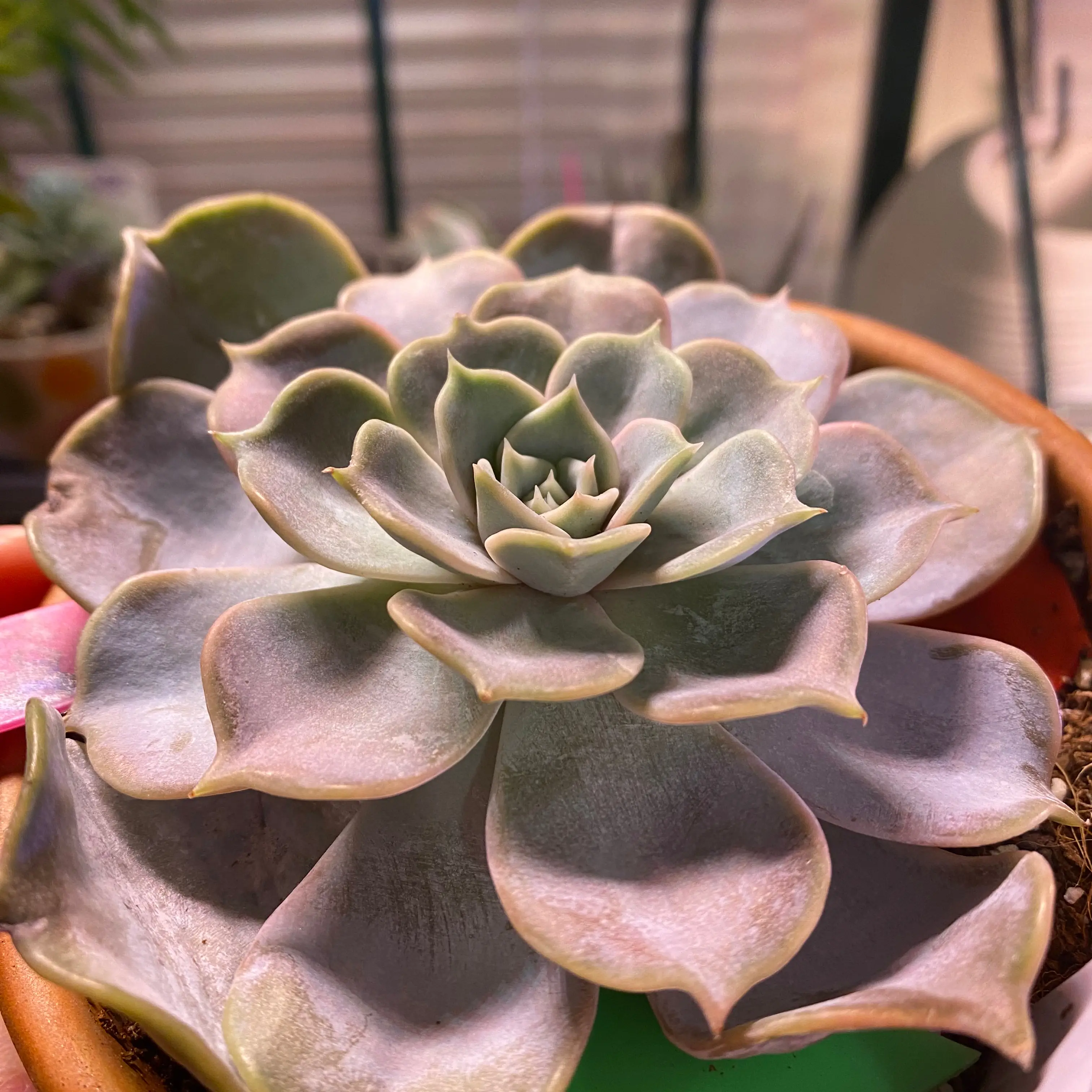 A healthy Ghost Echeveria succulent in a pot with visible soil.