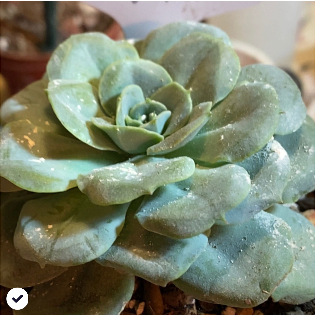 Photo of the plant species Echeveria 'Atlantis' by @Yeeha234 named 363 Homer on Greg, the plant care app
