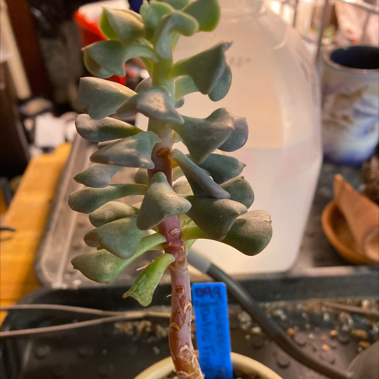 Echeveria 'Cubic Frost™' plant photo by @Yeeha234 named 099 Rachel on Greg, the plant care app.