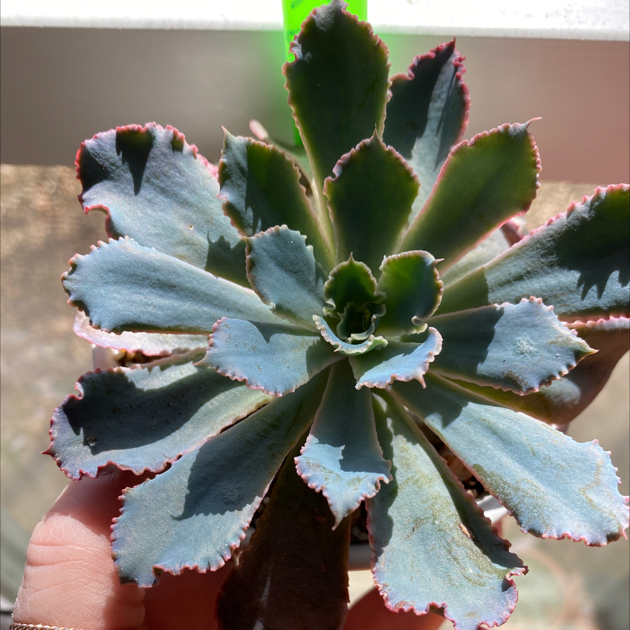 Echeveria 'Neon Breakers' succulent with blue-green leaves and pink edges, held by a hand.