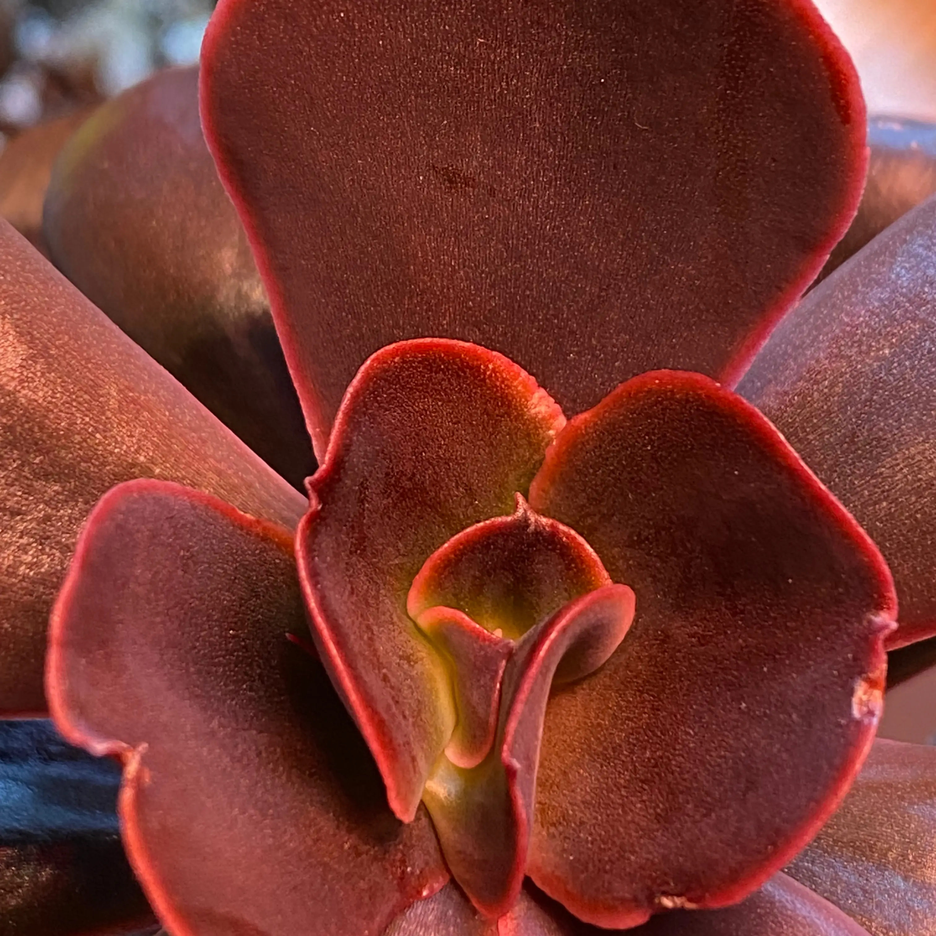 Echeveria Gibbiflora plant photo by @Yeeha234 named 176 Hortensia on Greg, the plant care app.