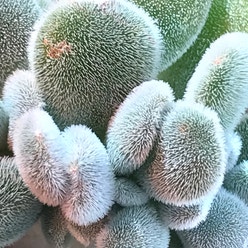 Crested Frosty Echeveria plant