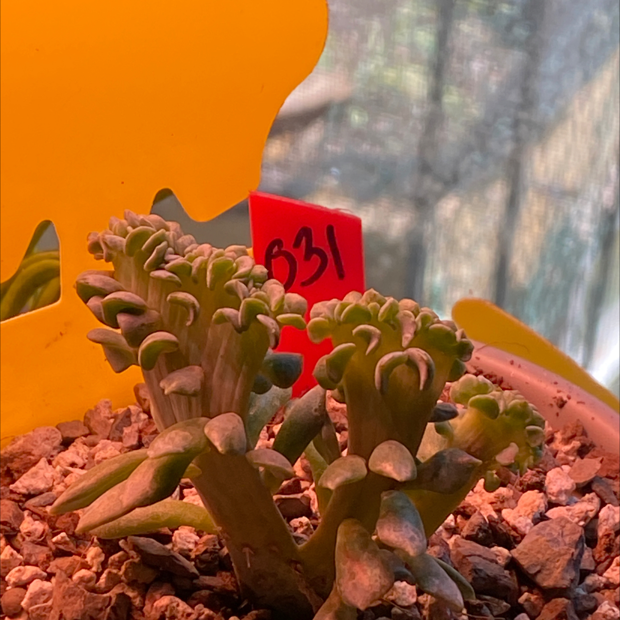 Plant care for Echeveria 'Atlantis' on Greg, the plant care app