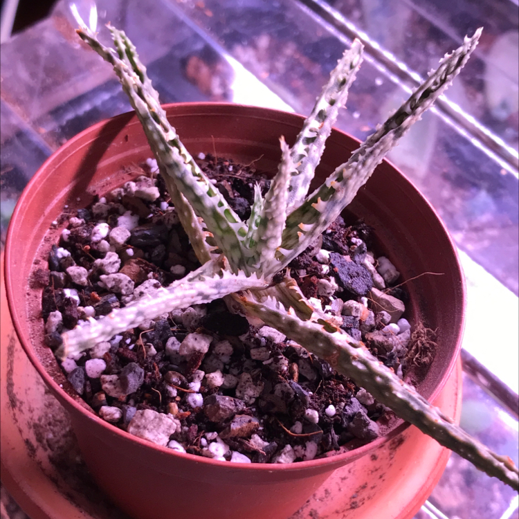 Aloe 'Christmas Carol' plant in a small pot with visible soil, appearing healthy.