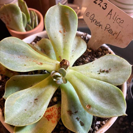 Photo of the plant species Echeveria Green Pearl by Yeeha234 named 223 Katie on Greg, the plant care app
