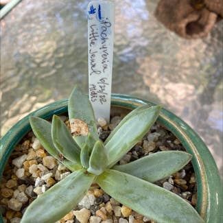 Pachyveria Little Jewel plant in Kansas City, Kansas