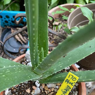 Aloe vera plant in Kansas City, Kansas