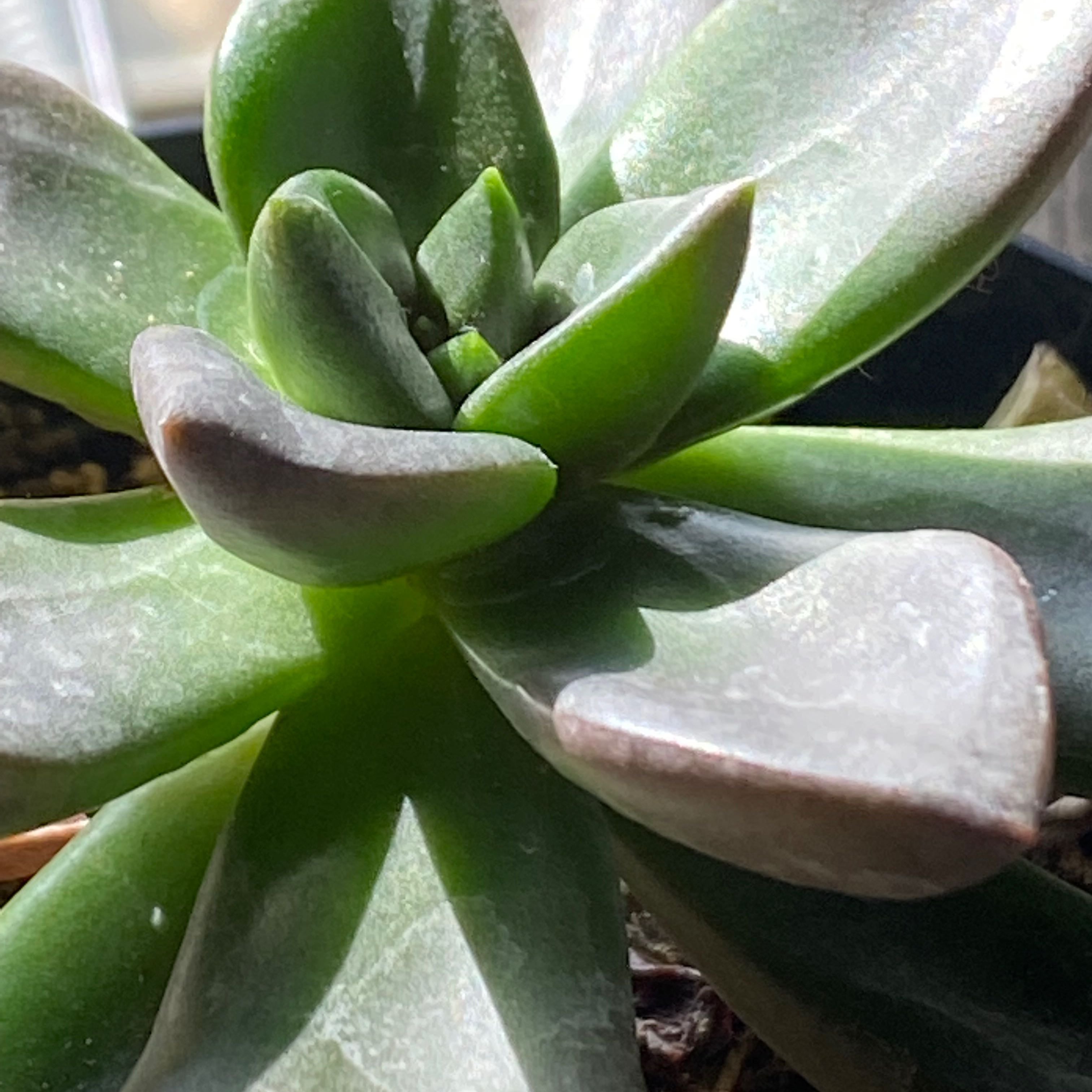 Why Are There Brown Spots on My Echeveria 'Licorice' Leaves?