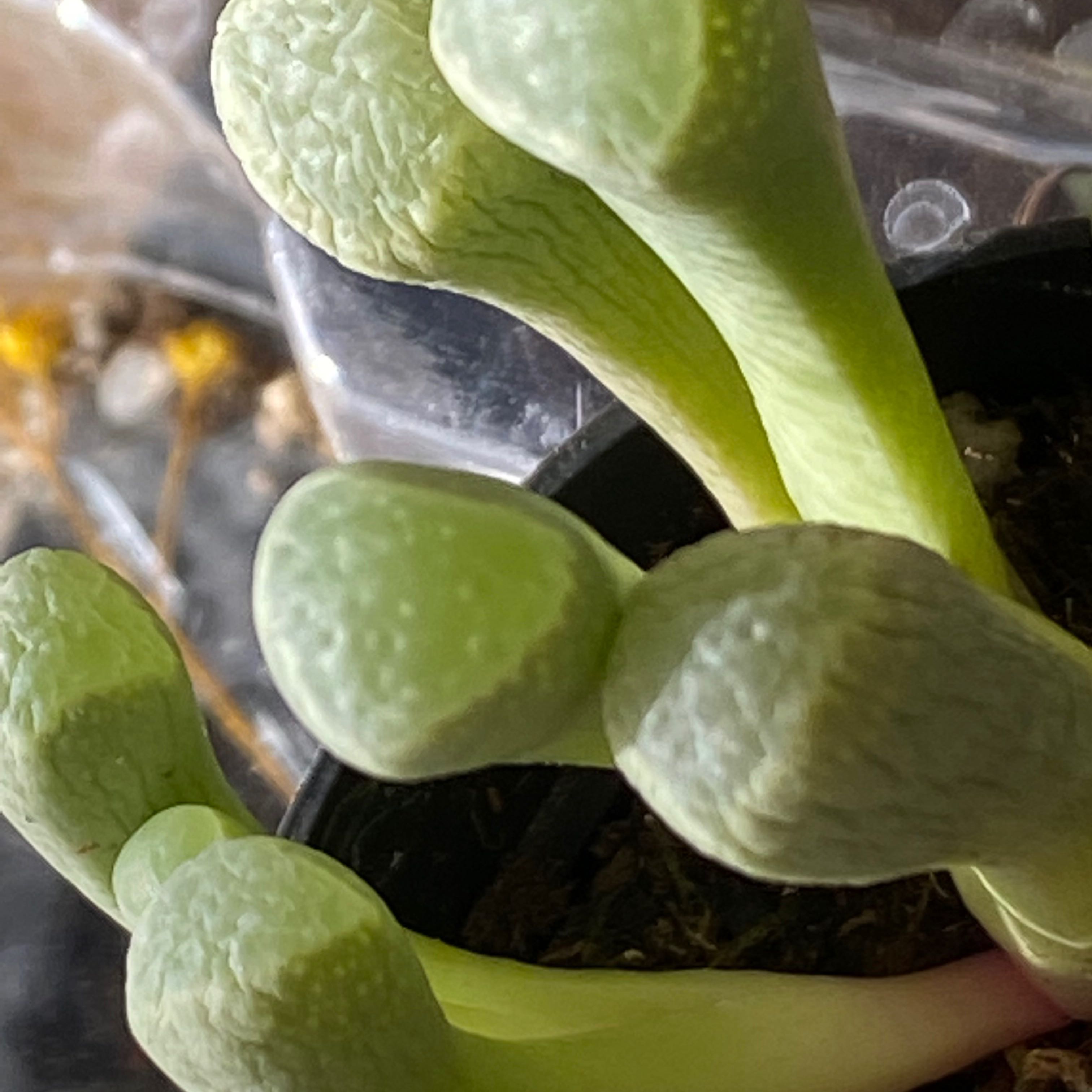 Close-up of a healthy Baby Toes plant with plump green leaves.
