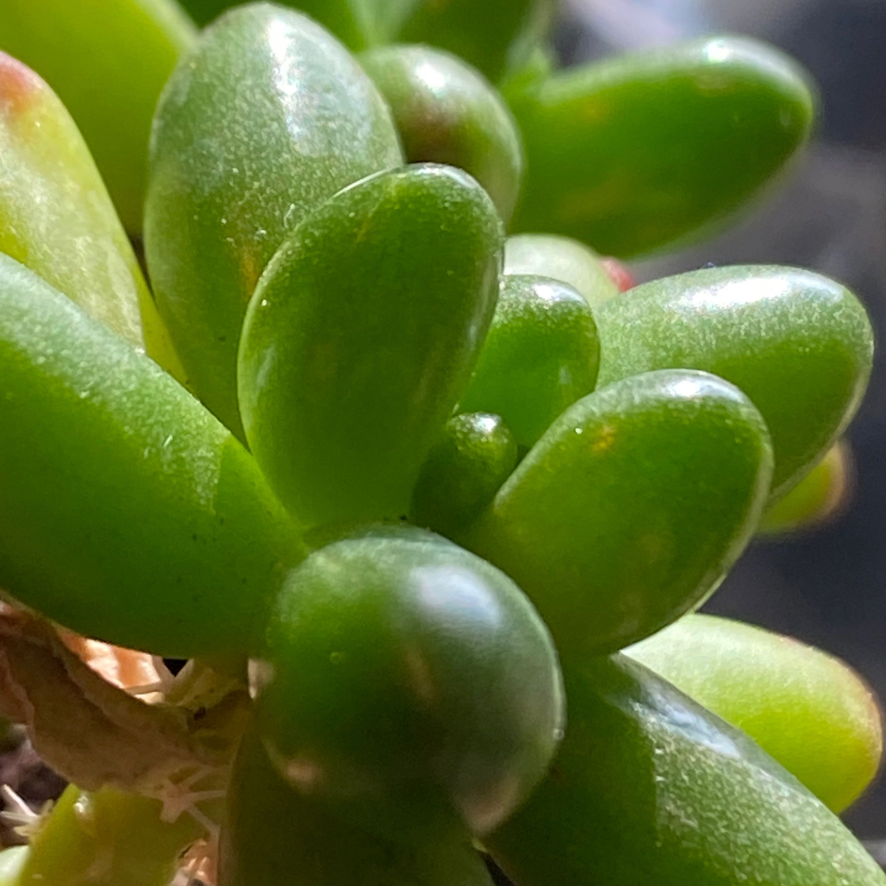 Photo of the plant species Jelly Bean Plant by @Yeeha234 named Emerson on Greg, the plant care app