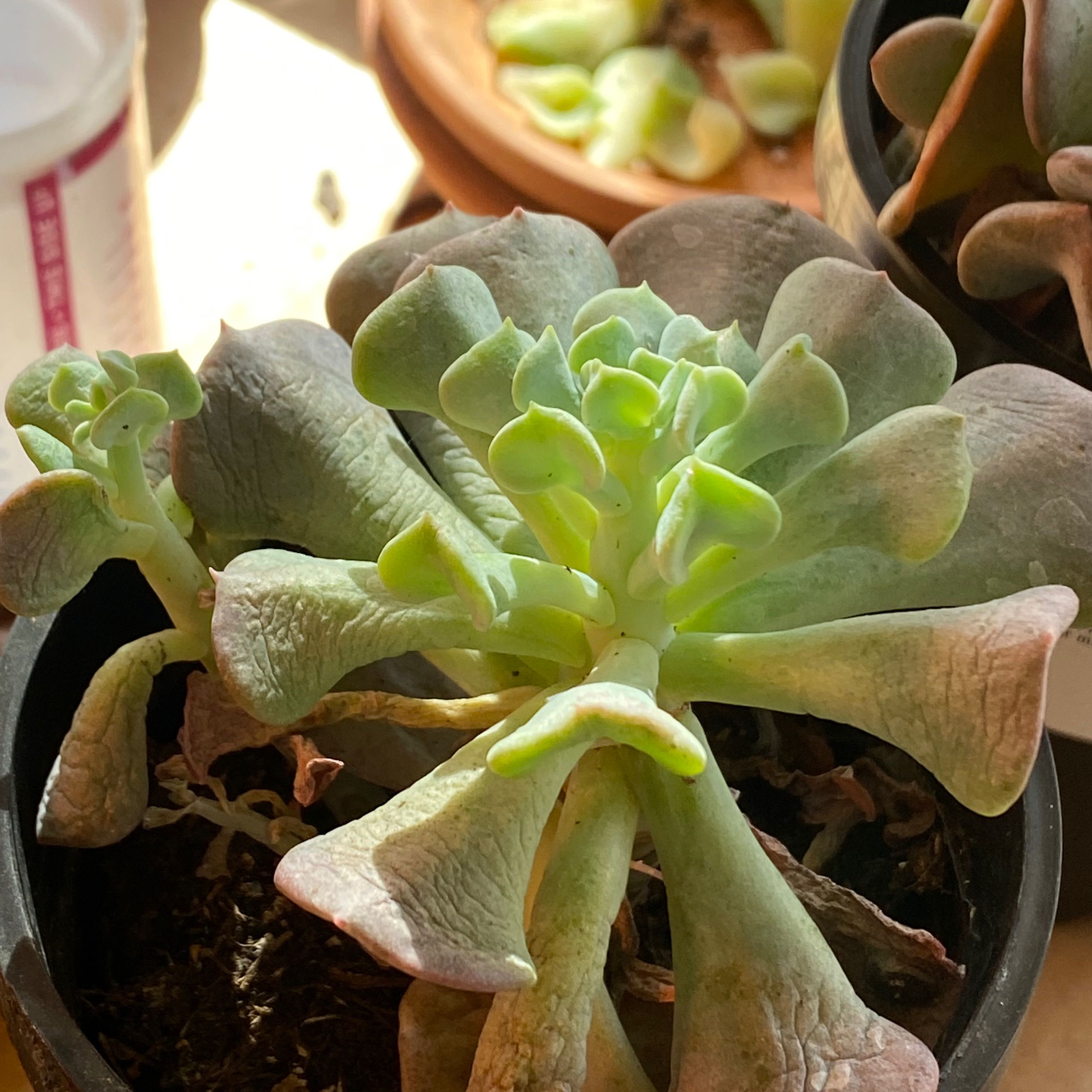 Echeveria 'Topsy Turvy' succulent with slightly discolored leaves in a pot.