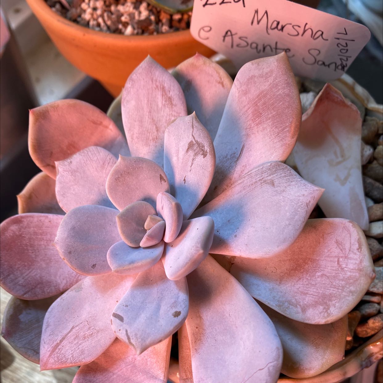 Photo of the plant species Fairy Wash Echeveria by @Yeeha234 named 229 Marsha on Greg, the plant care app
