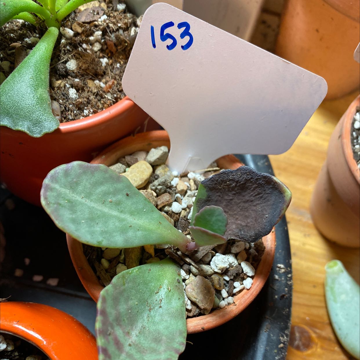 Walking Kalanchoe plant in a small pot with some browning leaves and visible soil.