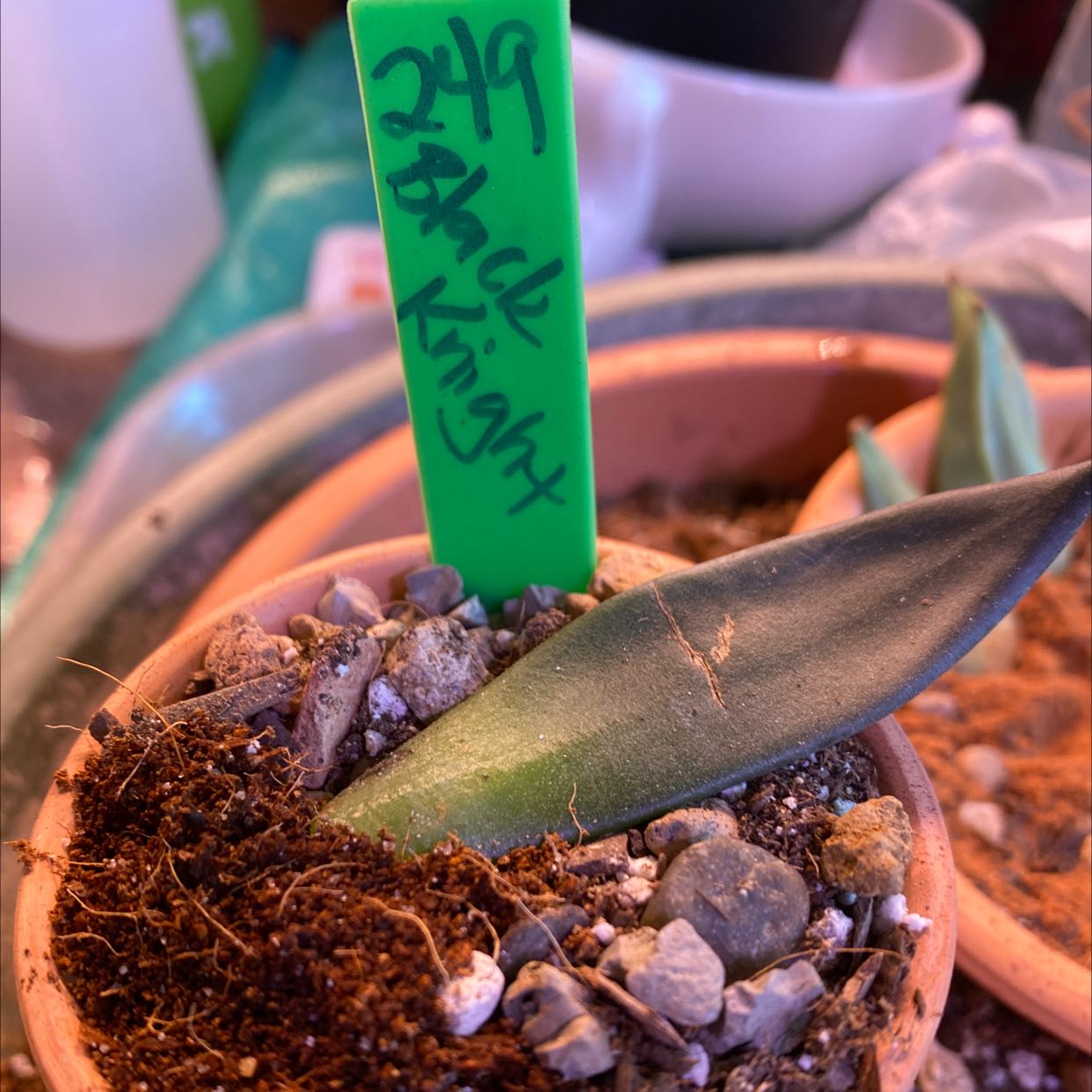 Potted Echeveria 'Black Knight' with a green label in rocky soil.
