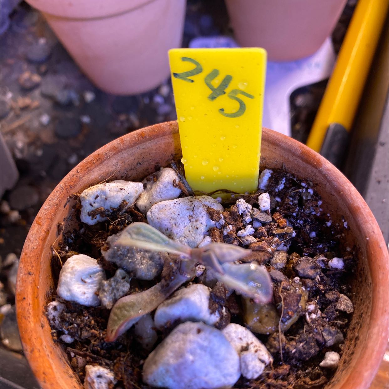 Potted Graptoveria 'Debbie' with yellow tag marked '245', visible soil and rocks.