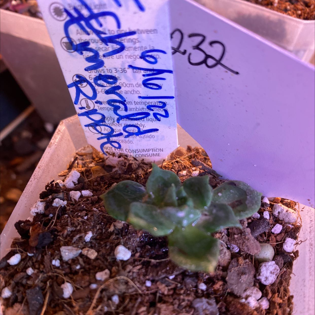 Photo of the plant species Echeveria 'Emerald Ripple' by @Yeeha234 named 232 on Greg, the plant care app