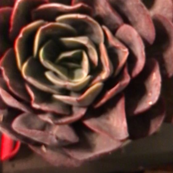 Photo of the plant species Echeveria Da Vinci Code by @Yeeha234 named ChloroPhil on Greg, the plant care app